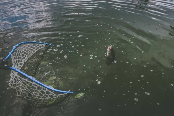 Pesca de truchas en el lago —  Fotos de Stock