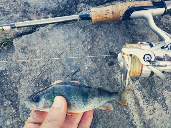 El pescador ha cogido el pez pequeño para el cebo —  Fotos de Stock