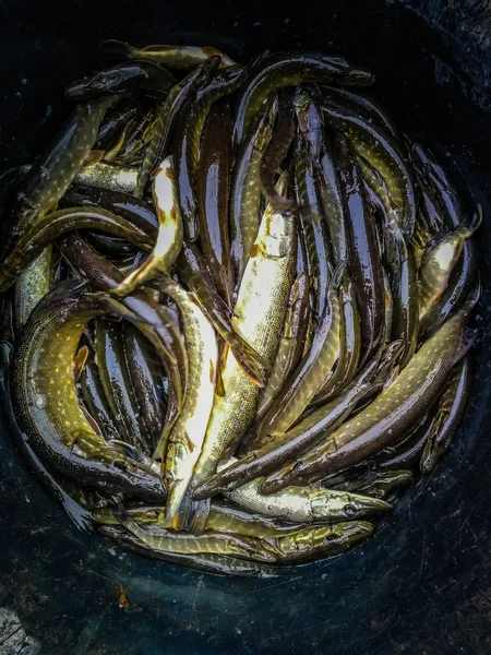 Background on a fishing theme — Stock Photo, Image