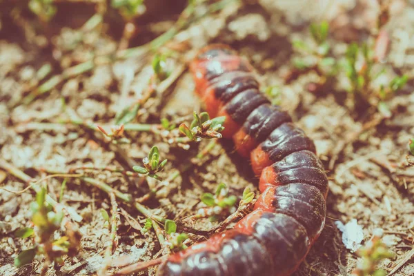 Ulat merah kecil — Stok Foto