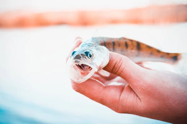 Fiske Fiskare Och Fisk — Stockfoto