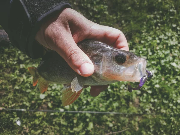 Zander Pesca Rio — Fotografia de Stock