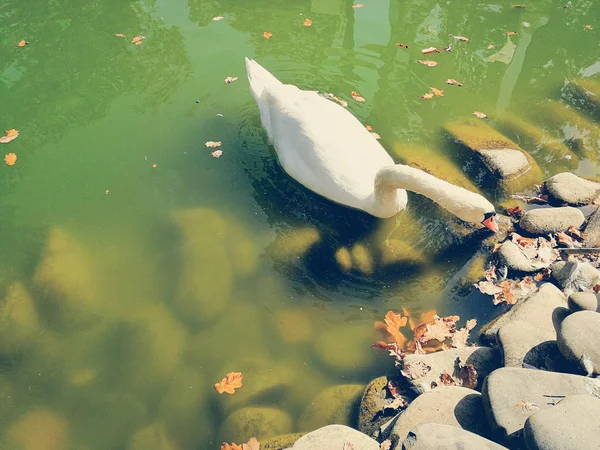 Cisne blanco en un estanque —  Fotos de Stock