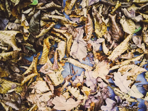 Un sacco di foglie secche gialle — Foto Stock