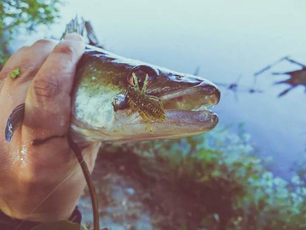 Der Fischer hält einen Fisch in der Hand — Stockfoto