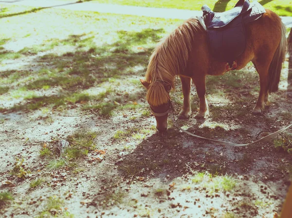 Pony na trávníku v létě — Stock fotografie