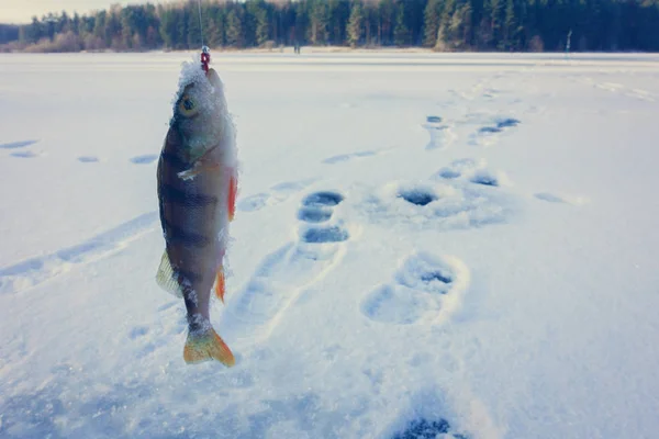 Hielo Invierno Pasatiempo Pesca — Foto de Stock