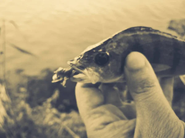 Der Fischer hält einen Fisch in der Hand — Stockfoto