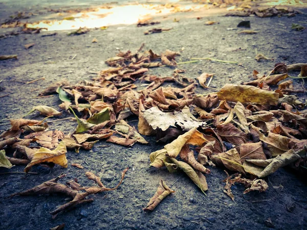 Hojas secas sobre asfalto —  Fotos de Stock