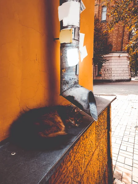 Gato de la calle cerca de la tubería de drenaje — Foto de Stock
