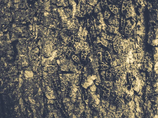 木の樹皮の赤いカブトムシ — ストック写真