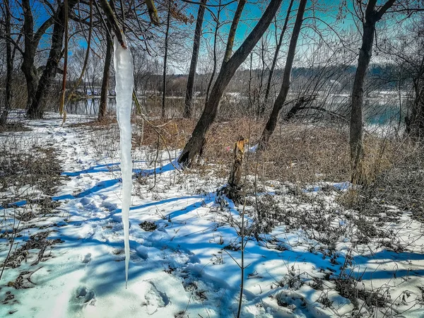 Ciclos em uma árvore em inverno — Fotografia de Stock