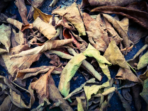 Сухе листя на асфальті — стокове фото