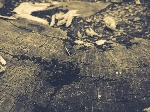 Decayed stump top view — Stock Photo, Image