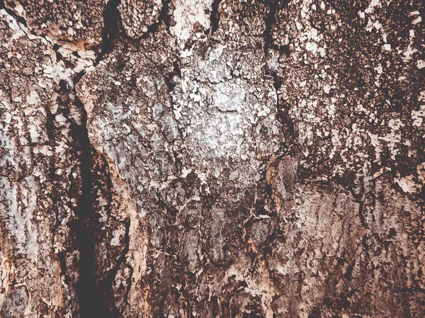 Albero Corteccia Texture Sfondo — Foto Stock