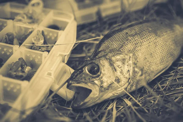 Concetto Pesca Affrontare Canna Pesca Pesce Sull Erba — Foto Stock