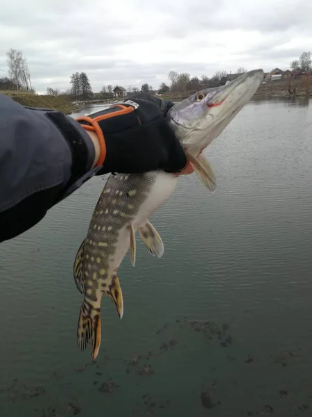 Pike Fishing Lake — Stock Photo, Image