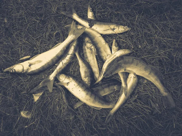Hobby Fora Pesca Zander — Fotografia de Stock