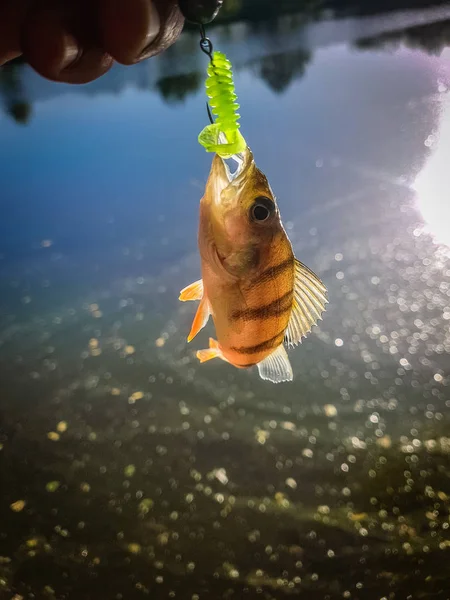 Zander pêche sur la rivière — Photo