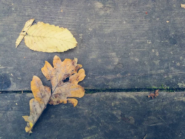 Oak Leaves Table — Stock Photo, Image