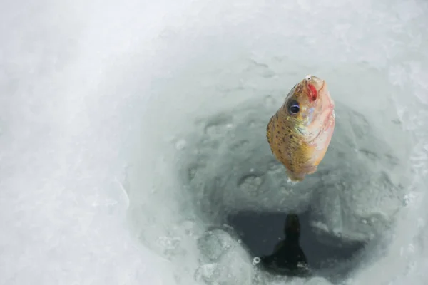 Winter Ice Fishing Hobby — 스톡 사진