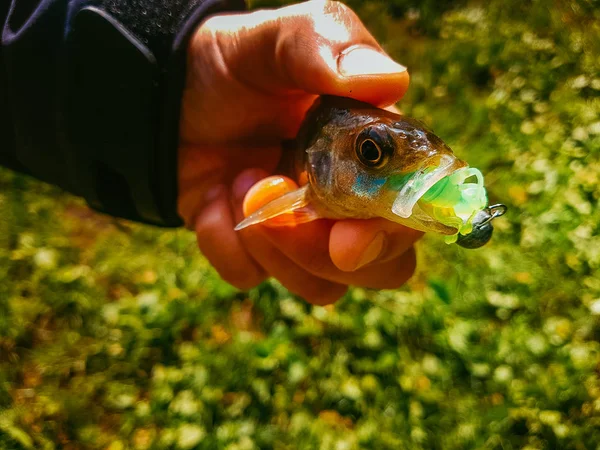 Candáta Rybaření Řece — Stock fotografie