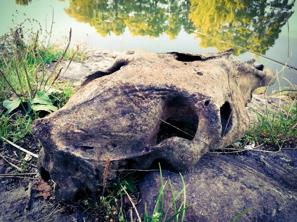 Старый сугроб у озера — стоковое фото