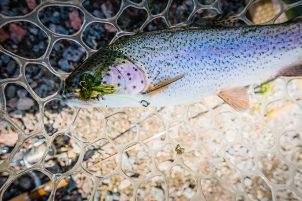 Area Fishing Trout Close — Stock Photo, Image
