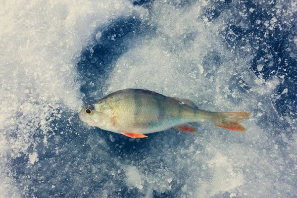 Pesca Inverno Partir Gelo — Fotografia de Stock