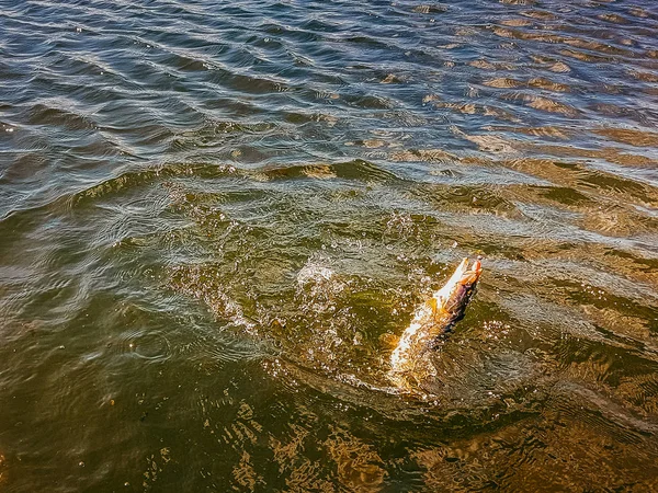 Fishing on the lake — Stock Photo, Image