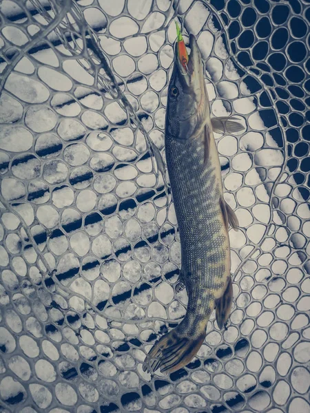 Pesca de lúcio no lago. Recreação de pesca — Fotografia de Stock