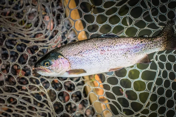 Pesca Alla Trota Sul Lago — Foto Stock