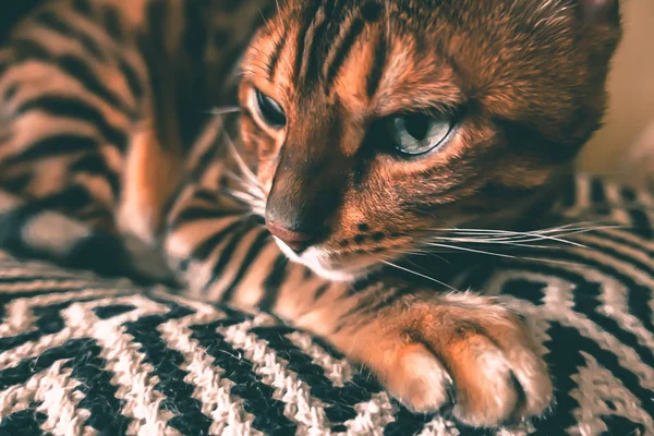 Gato Bonito Bengala — Fotografia de Stock