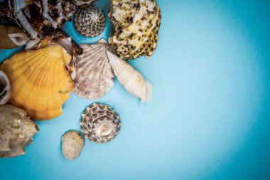 Mavi arka planda deniz kabukları