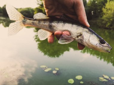 Balık pike-levrek bir fener elinde