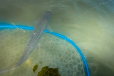 Alan balıkçılık, alabalık yakın