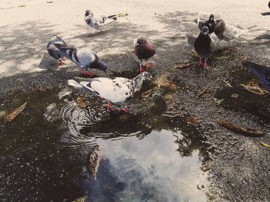 Parktaki güvercinler