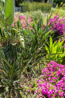 Güzel tatil beldesi. Yeşil ve çiçekler