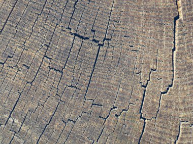 kesilen ağaç Üstten Görünüm