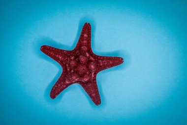 Mavi arka planda deniz kabukları