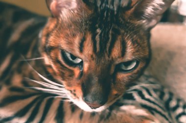 Bengal'in sevimli kedisi