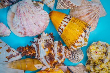 Mavi arka planda deniz kabukları