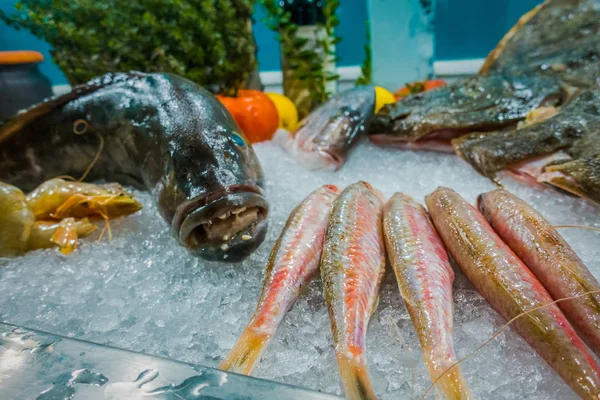 Pescado sobre hielo en un restaurante de pescado —  Fotos de Stock