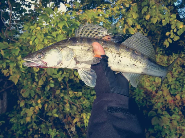 Hobby Buiten Vissen Zander — Stockfoto