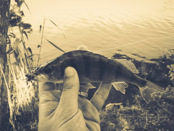 Der Fischer hält einen Fisch in der Hand — Stockfoto