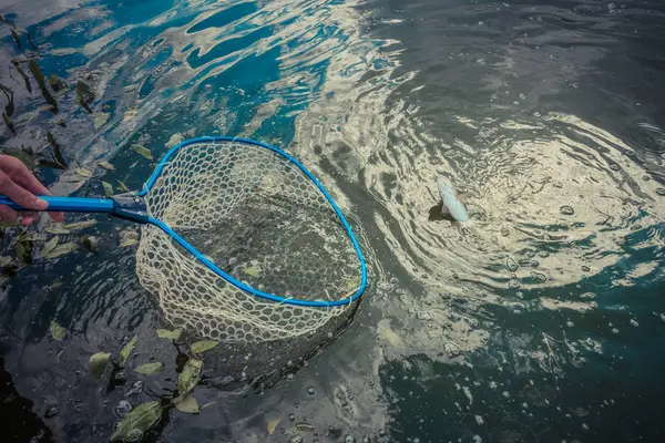 Pesca da truta no lago — Fotografia de Stock