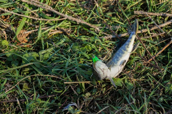 良い釣りキャッチ趣味 — ストック写真