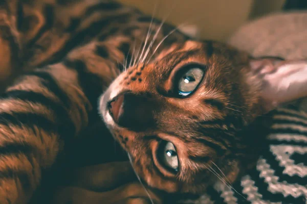 Lindo Gato Bengala — Foto de Stock