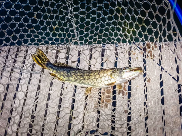 A pescar. Pescador e truta . — Fotografia de Stock