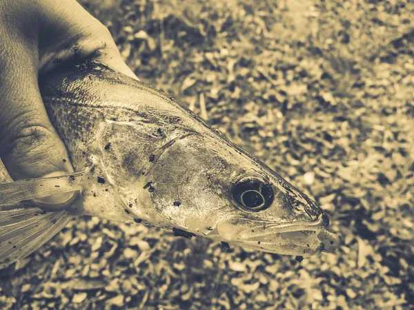 Gefangener Fisch in Fischerhand — Stockfoto